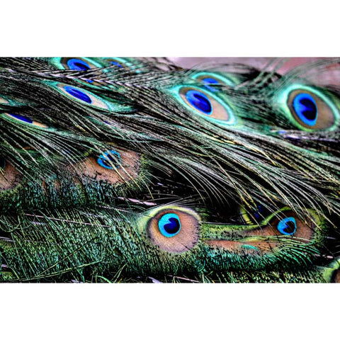Echoes of Eden Photography Prints Buy Now on Artezaar.com Online Art Gallery Dubai UAE