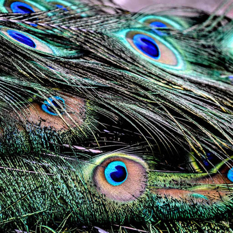 Echoes of Eden Photography Prints Buy Now on Artezaar.com Online Art Gallery Dubai UAE