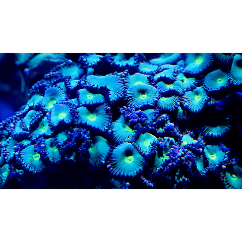 Electric Bloom - Photography - Artezaar.com Online Art Gallery