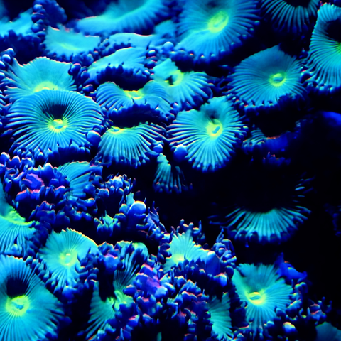 Electric Bloom - Photography - Artezaar.com Online Art Gallery