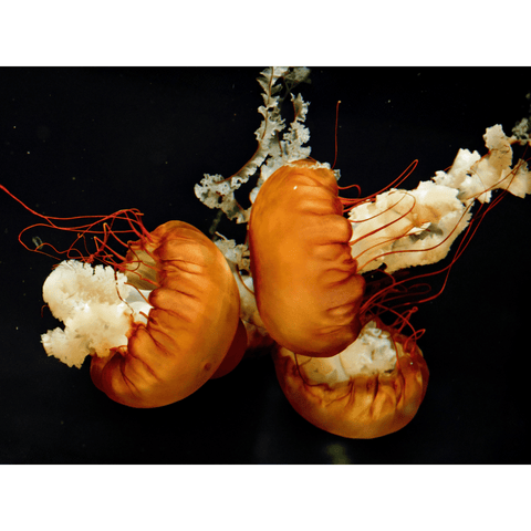 Embers Beneath The Tide - Photography - Artezaar.com Online Art Gallery