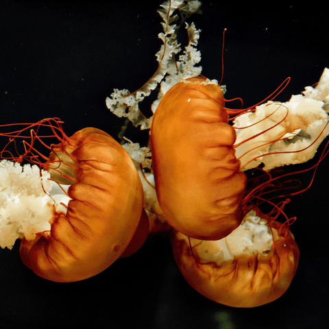 Embers Beneath The Tide - Photography - Artezaar.com Online Art Gallery
