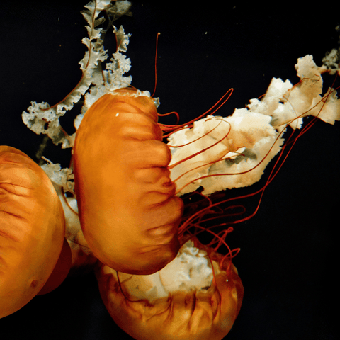 Embers Beneath The Tide - Photography - Artezaar.com Online Art Gallery
