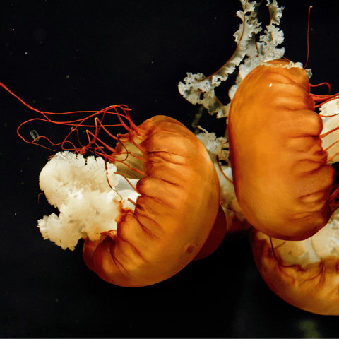 Embers Beneath The Tide - Photography - Artezaar.com Online Art Gallery