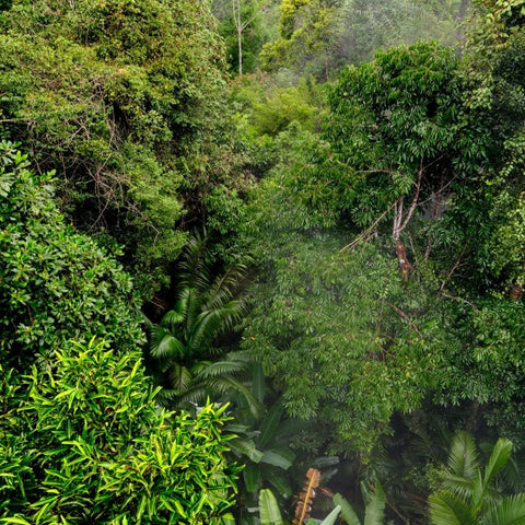 Emerald Canopy - Photography - Artezaar.com Online Art Gallery