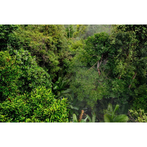 Emerald Canopy - Photography - Artezaar.com Online Art Gallery