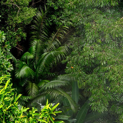 Emerald Canopy - Photography - Artezaar.com Online Art Gallery