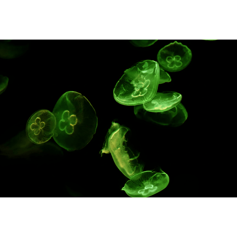Emerald Drift - Photography - Artezaar.com Online Art Gallery