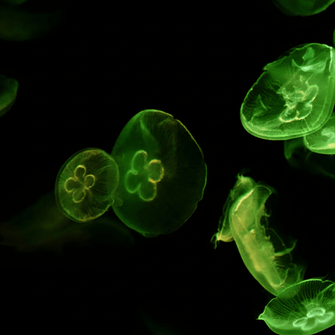 Emerald Drift - Photography - Artezaar.com Online Art Gallery