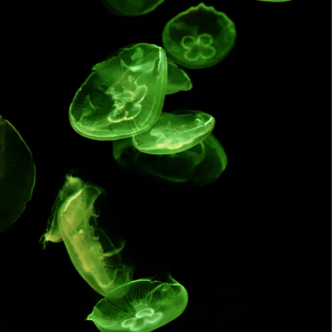 Emerald Drift - Photography - Artezaar.com Online Art Gallery