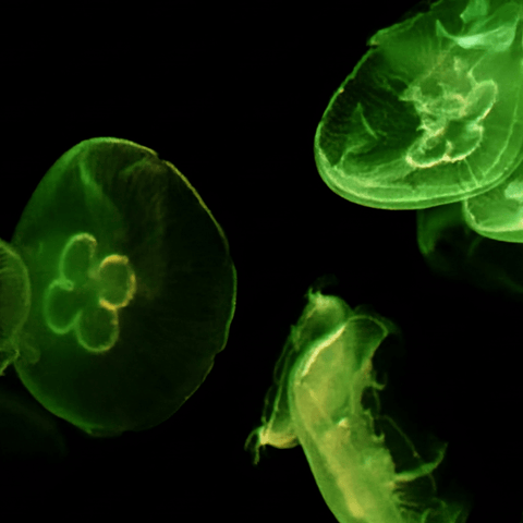 Emerald Drift - Photography - Artezaar.com Online Art Gallery