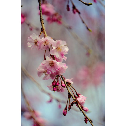 Ephemeral Grace Photograph/Prints Buy Now on Artezaar.com Online Art Gallery Dubai UAE

