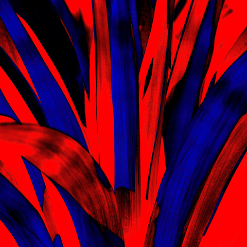 Fire Red Yucca - Photography - Artezaar.com Online Art Gallery