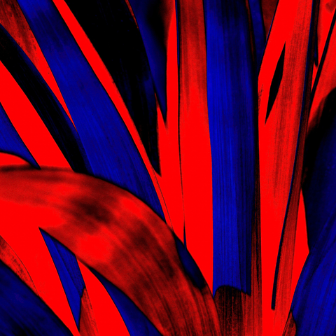Fire Red Yucca - Photography - Artezaar.com Online Art Gallery