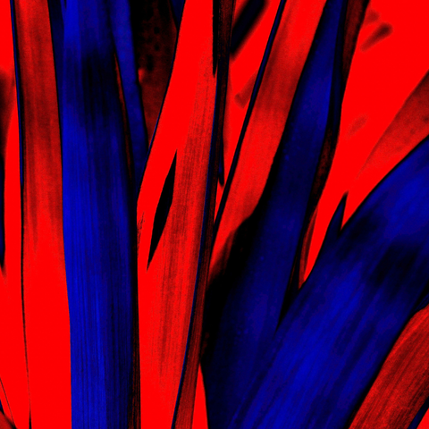 Fire Red Yucca - Photography - Artezaar.com Online Art Gallery