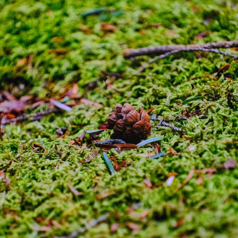 Forest Relic - Photography - Artezaar.com Online Art Gallery