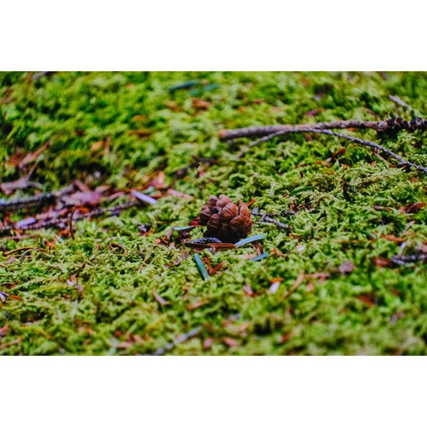 Forest Relic - Photography - Artezaar.com Online Art Gallery