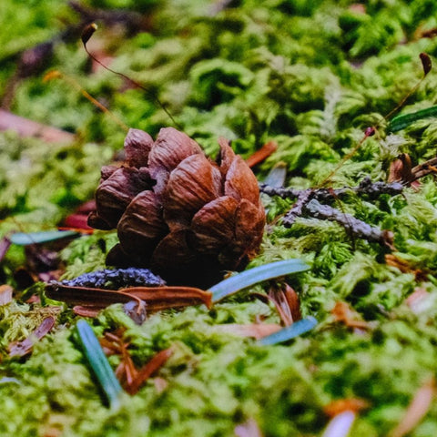 Forest Relic - Photography - Artezaar.com Online Art Gallery