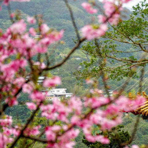 Framed in Blossom Photography Prints Buy Now on Artezaar.com Online Art Gallery Dubai UAE