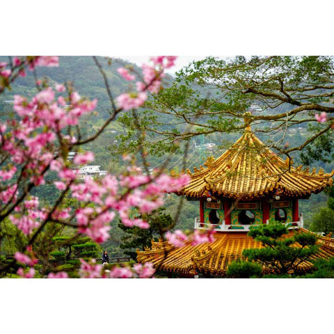 Framed in Blossom Photography Prints Buy Now on Artezaar.com Online Art Gallery Dubai UAE