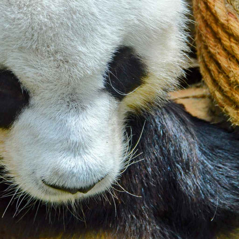 Giant Panda Photography Prints Buy Now on Artezaar.com Online Art Gallery Dubai UAE