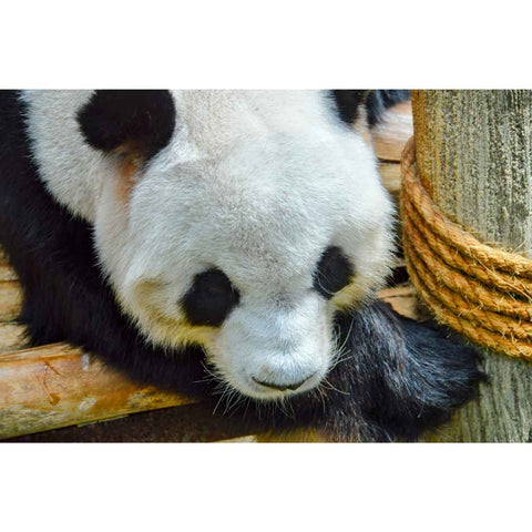 Giant Panda Photography Prints Buy Now on Artezaar.com Online Art Gallery Dubai UAE