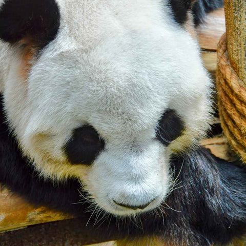 Giant Panda Photography Prints Buy Now on Artezaar.com Online Art Gallery Dubai UAE