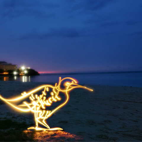 Guam Koko Bird - Light Painting Art- Artezaar.com Online Art Gallery