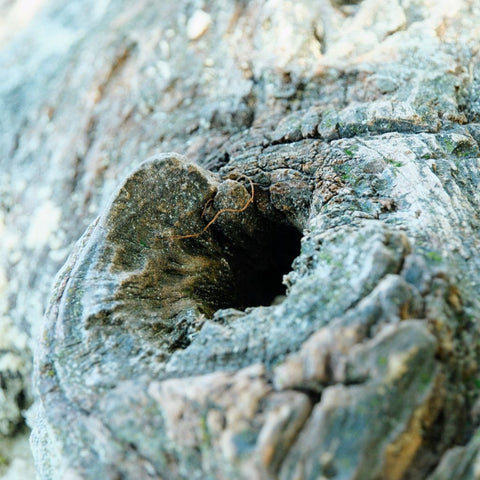 Heartwood - Photography - Artezaar.com Online Art Gallery