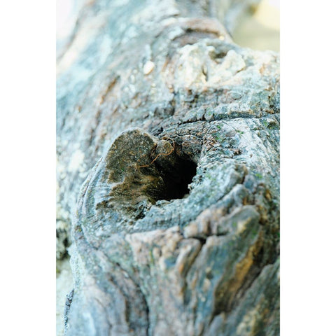 Heartwood - Photography - Artezaar.com Online Art Gallery