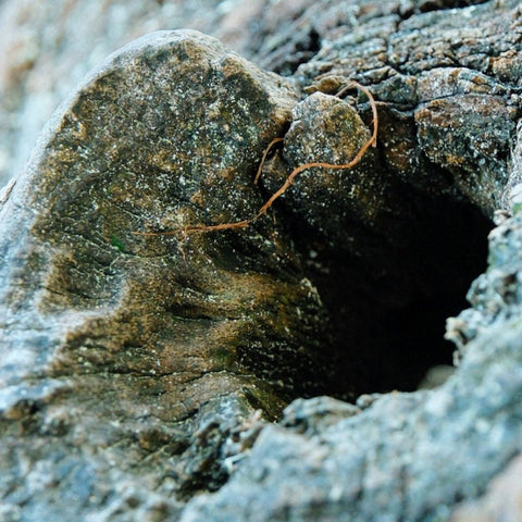 Heartwood - Photography - Artezaar.com Online Art Gallery