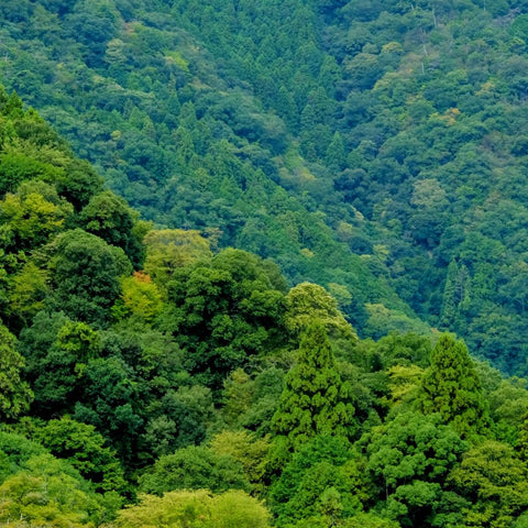Hidden Among The Cedars - Photography - Artezaar.com Online Art Gallery