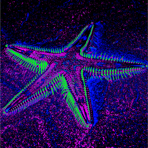 Indigo Starfish 10 - Photography - Artezaar.com Online Art Gallery