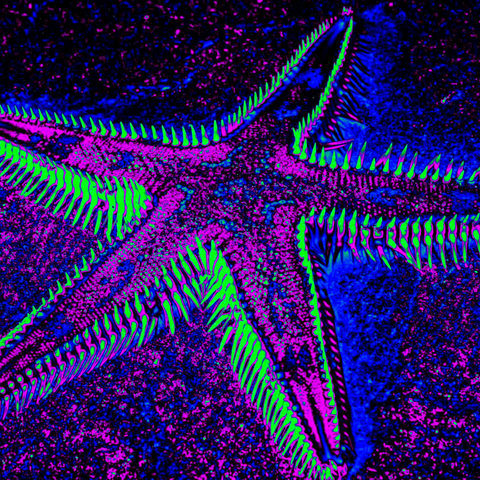 Indigo Starfish 10 - Photography - Artezaar.com Online Art Gallery
