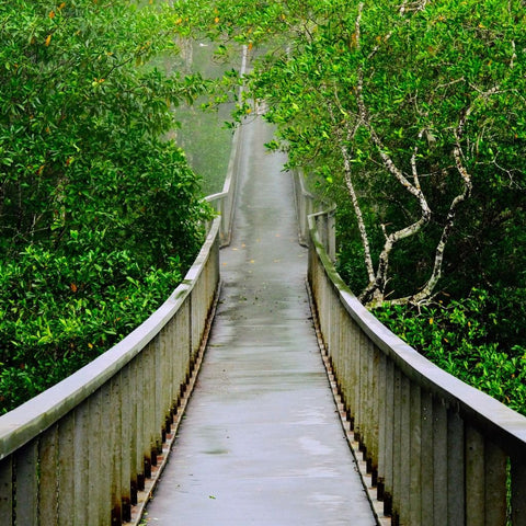 Into The Veil - Photography - Artezaar.com Online Art Gallery