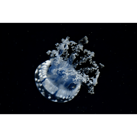 Moonlit Drift - Photography - Artezaar.com Online Art Gallery