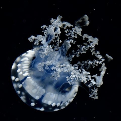 Moonlit Drift - Photography - Artezaar.com Online Art Gallery