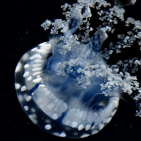 Moonlit Drift - Photography - Artezaar.com Online Art Gallery