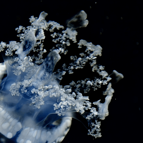 Moonlit Drift - Photography - Artezaar.com Online Art Gallery