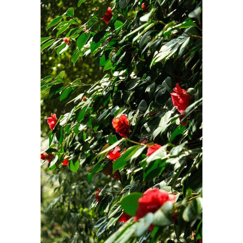 Crimson In The Green - Photography - Artezaar.com Online Art Gallery