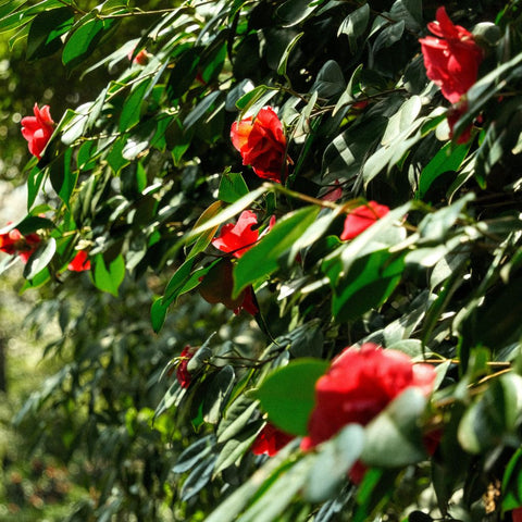Crimson In The Green - Photography - Artezaar.com Online Art Gallery