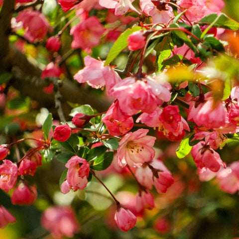 Blush Of Spring - Photography - Artezaar.com Online Art Gallery