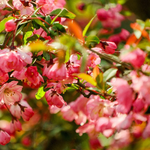 Blush Of Spring - Photography - Artezaar.com Online Art Gallery
