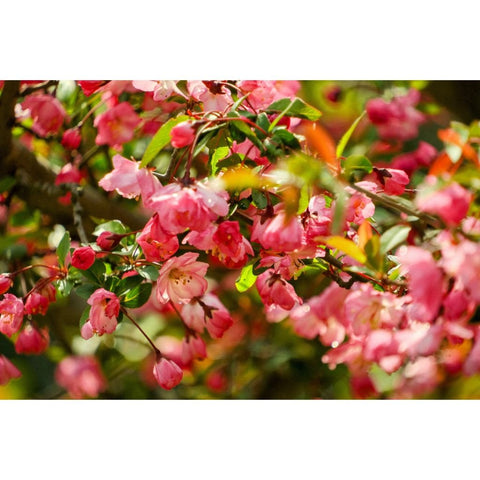 Blush Of Spring - Photography - Artezaar.com Online Art Gallery
