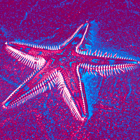 Purple Starfish 10 - Photography - Artezaar.com Online Art Gallery