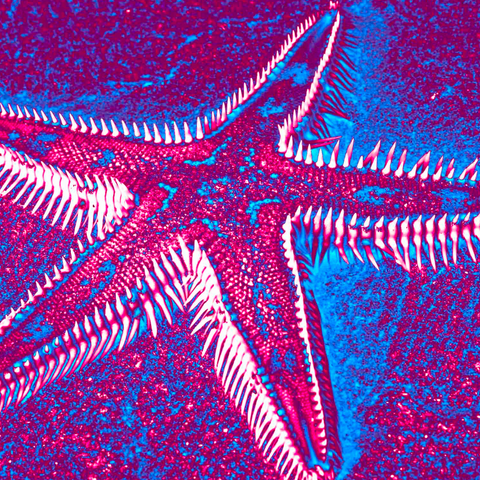 Purple Starfish 10 - Photography - Artezaar.com Online Art Gallery