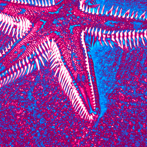 Purple Starfish 10 - Photography - Artezaar.com Online Art Gallery