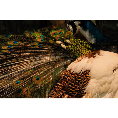 Quiet Splendour - Photography - Artezaar.com Online Art Gallery

