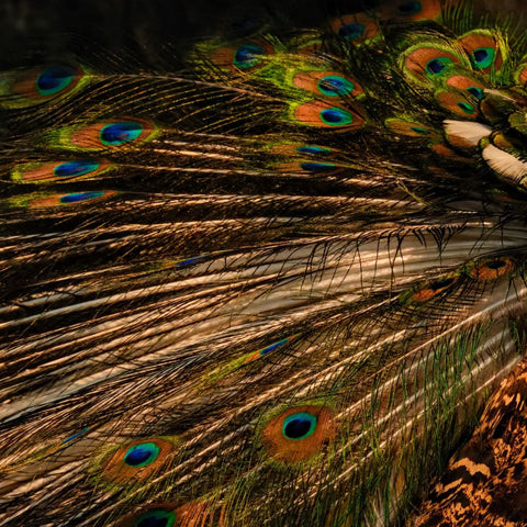 Quiet Splendour - Photography - Artezaar.com Online Art Gallery
