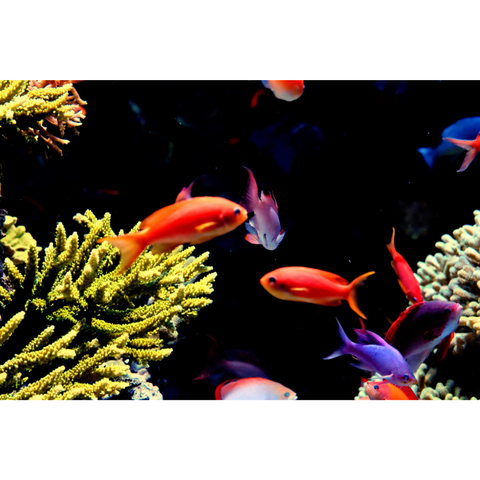 Reef In Motion - Photography - Artezaar.com Online Art Gallery